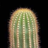 Trichocereus schickendantzii fabrisii JL  (Only one plant is available per size - Une seule plante est disponible par taille)